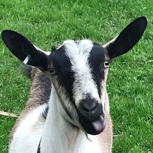 Meet your Posher, Brianna